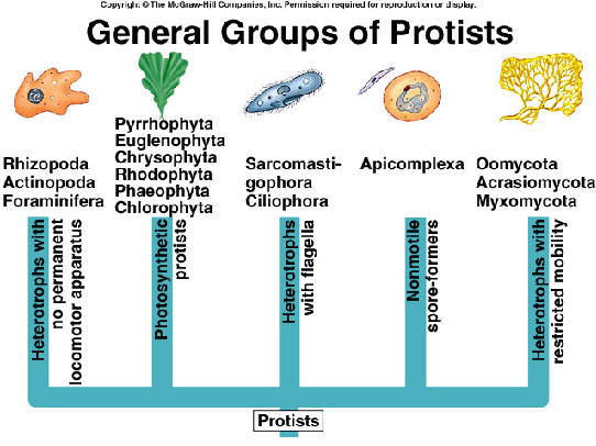 Classifying Living Organisms